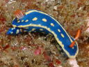 Hypselodoris festiva