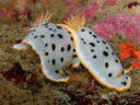 Goniobranchus orientalis