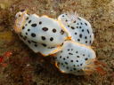 Goniobranchus orientalis