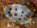 Hypselodoris placida