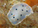 Hypselodoris placida