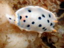 Hypselodoris placida