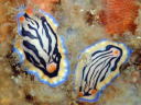 Hypselodoris maritima