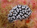 Phyllidiella pustulosa