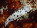 Hypselodoris placida