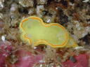 Diaphorodoris mitsuii