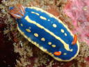 Hypselodoris festiva