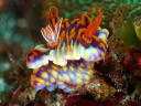 Ceratosoma sinuata