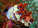 Ceratosoma sinuata