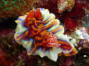 Ceratosoma sinuata