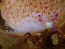 Pteraeolidia ianthina