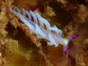 Pteraeolidia ianthina