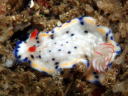 Hypselodoris sagamiensis