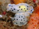 Hypselodoris placida