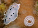 Hypselodoris placida