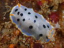 Hypselodoris placida