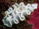 Glossodoris pallida