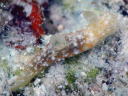 Gymnodoris okinawae