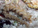 Pteraeolidia ianthina