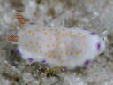 Goniobranchus rufomaculata
