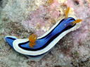 Chromodoris annae