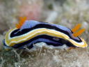 Chromodoris annae