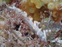 Flabellina bicolor