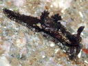 Goniodoris joubini