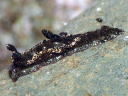 Goniodoris joubini