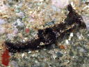 Goniodoris joubini