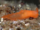 Gymnodoris citrina