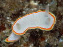 Diaphorodoris mitsuii