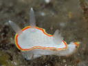 Diaphorodoris mitsuii