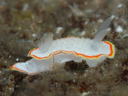 Diaphorodoris mitsuii