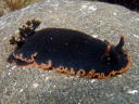 Dendrodoris fumata