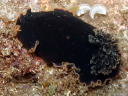 Dendrodoris fumata