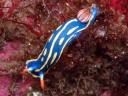 Hypselodoris festiva