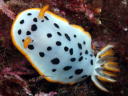 Goniobranchus orientalis