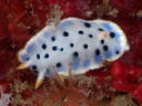 Hypselodoris placida