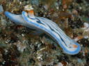 Hypselodoris maritima