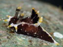 Polycera hedgpethi