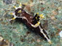 Polycera hedgpethi