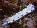 Hypselodoris sagamiensis