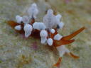 Eubranchus inabai