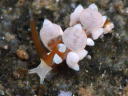 Eubranchus inabai