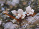 Eubranchus inabai