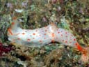 Gymnodoris alba