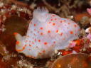 Gymnodoris alba