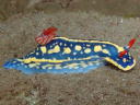 Hypselodoris festiva