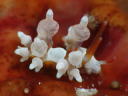 Eubranchus inabai